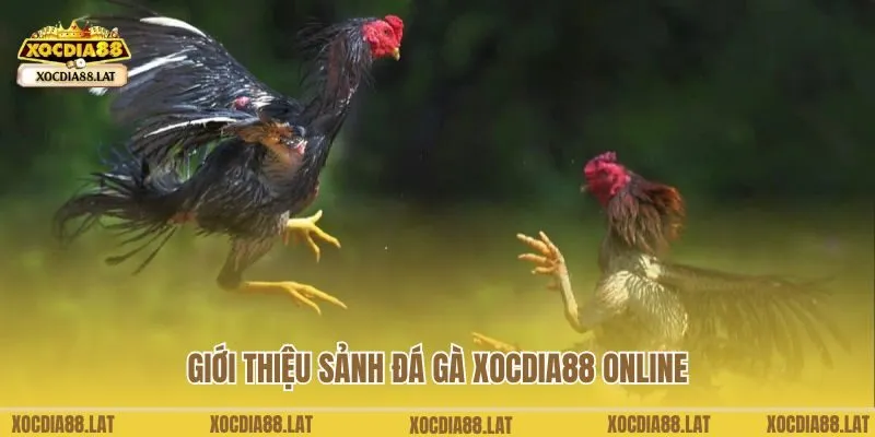 Giới thiệu sảnh đá gà Xocdia88 online